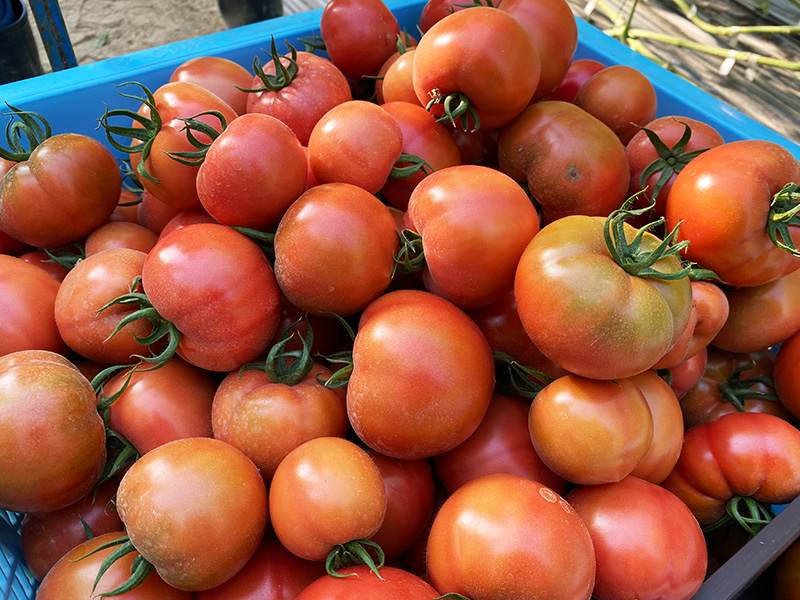 グンキートマト（大玉）送料込